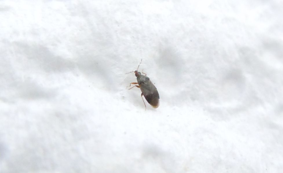 Anthocoridae?